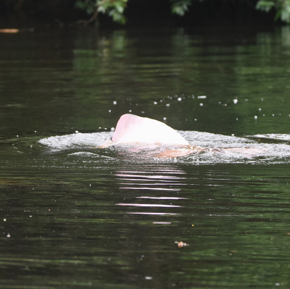 Animals - ML646209903