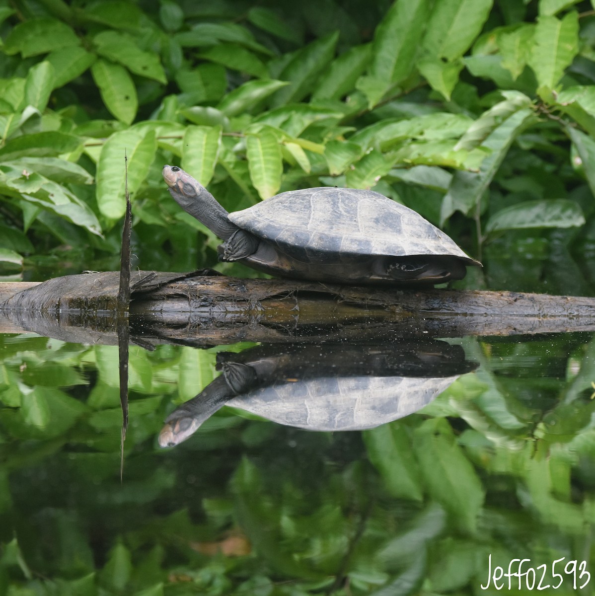 Animals - ML646209904