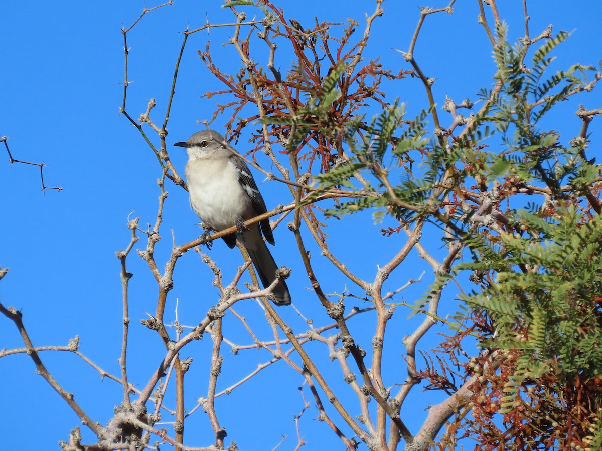 Northern Mockingbird - ML646209906