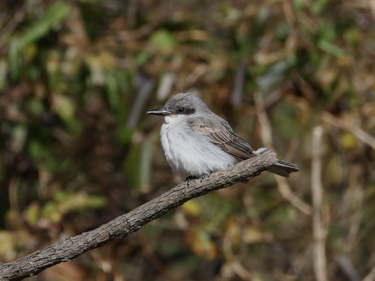 Gray Kingbird - ML646209907