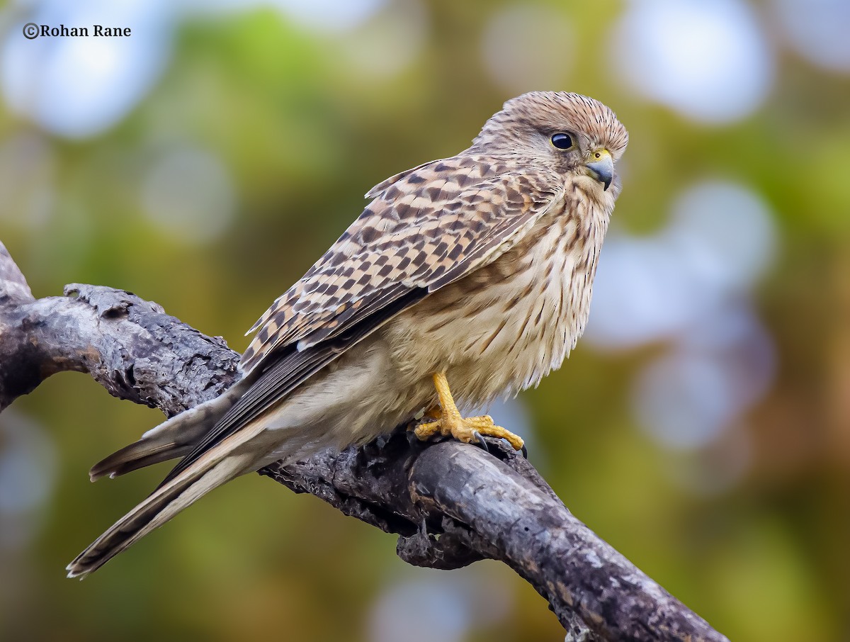 Eurasian Kestrel - ML646209908