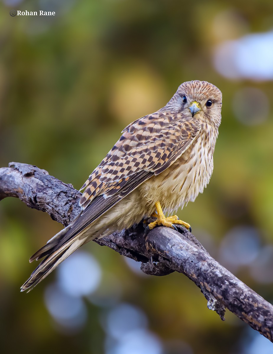 Eurasian Kestrel - ML646209909