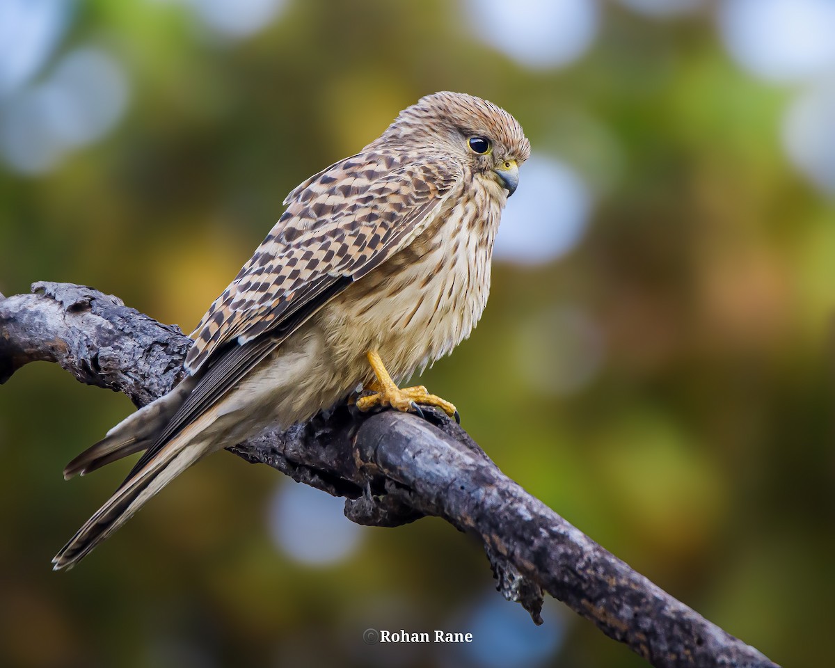 Eurasian Kestrel - ML646209910