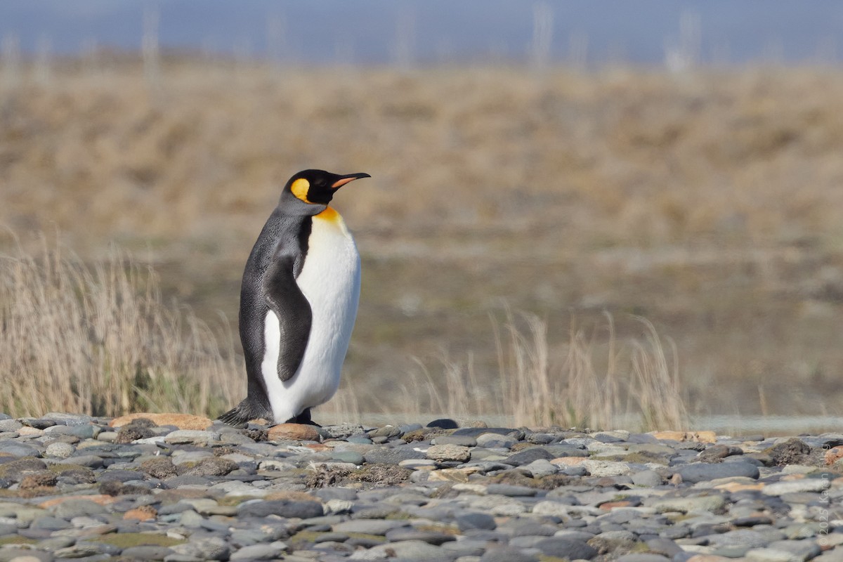 King Penguin - ML646209913