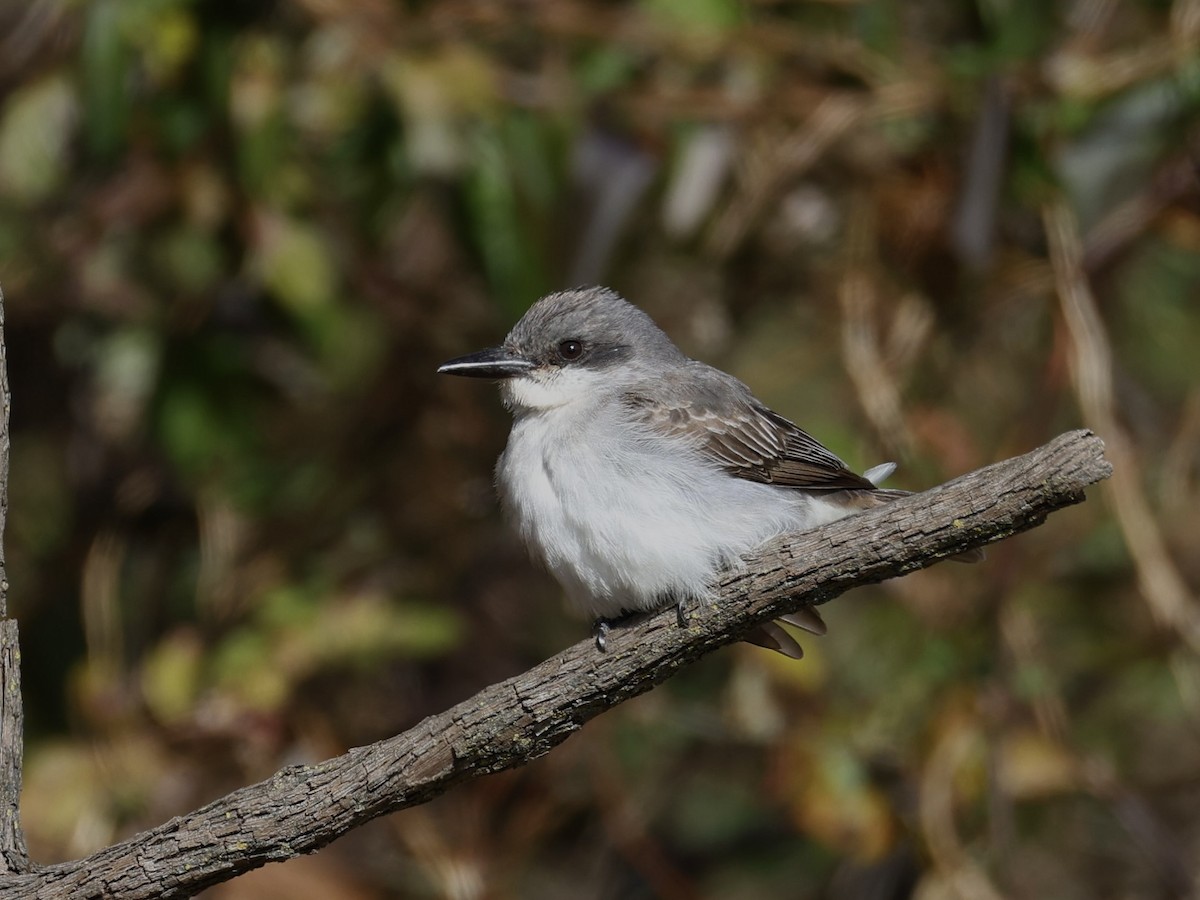 Gray Kingbird - ML646209914