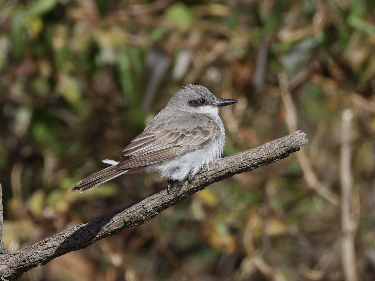 Gray Kingbird - ML646209917