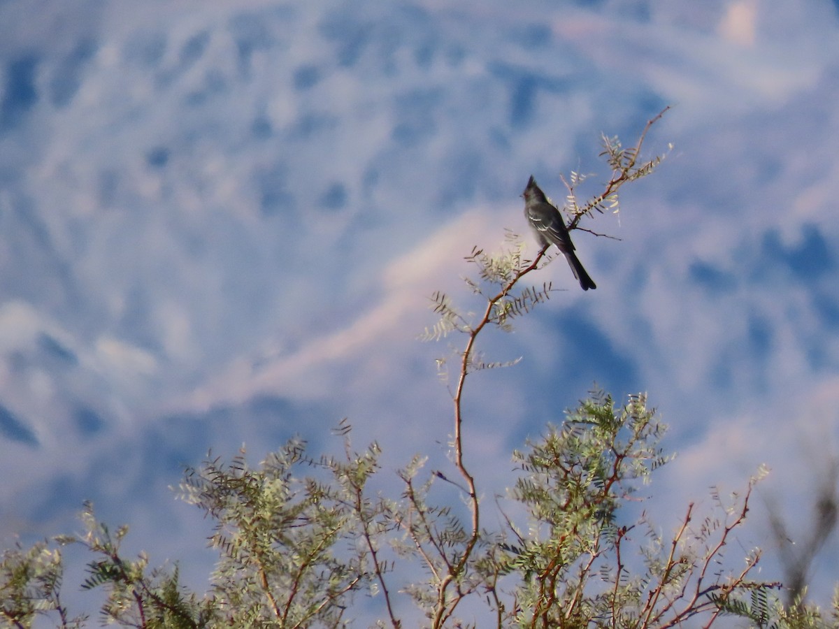 Phainopepla - ML646209918