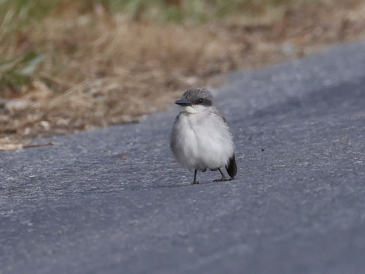 Gray Kingbird - ML646209919