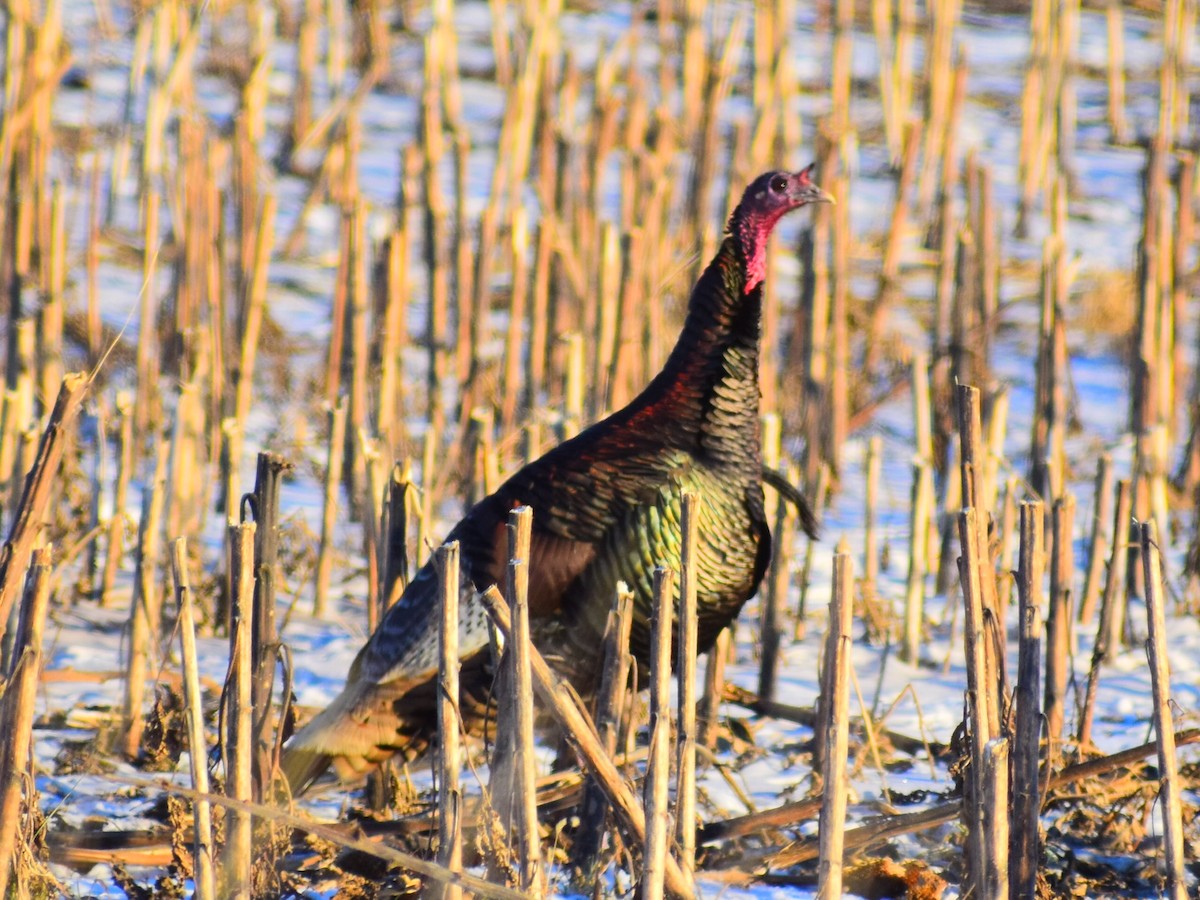 Wild Turkey - ML646209920