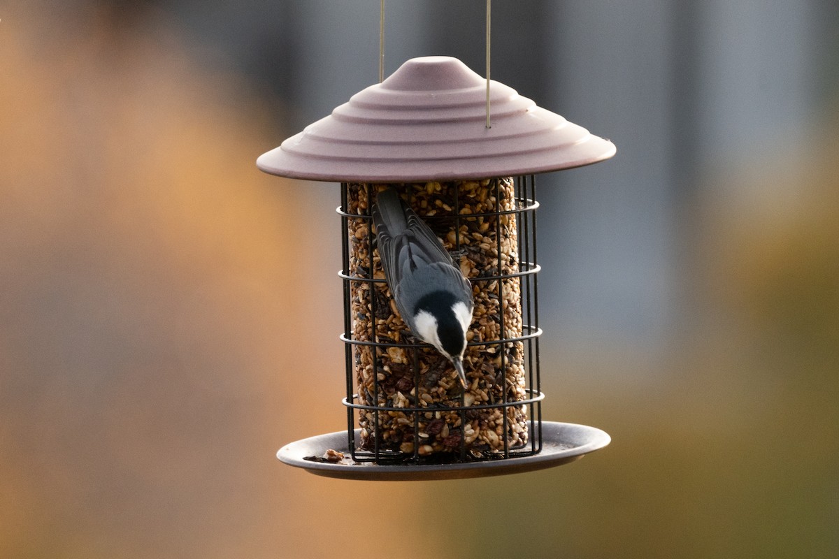 Sittelle à poitrine blanche - ML646209921