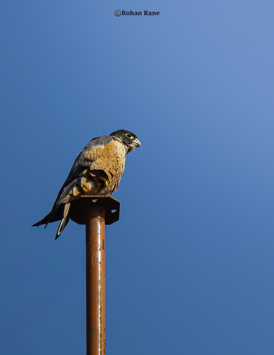 Peregrine Falcon (Shaheen) - ML646209924