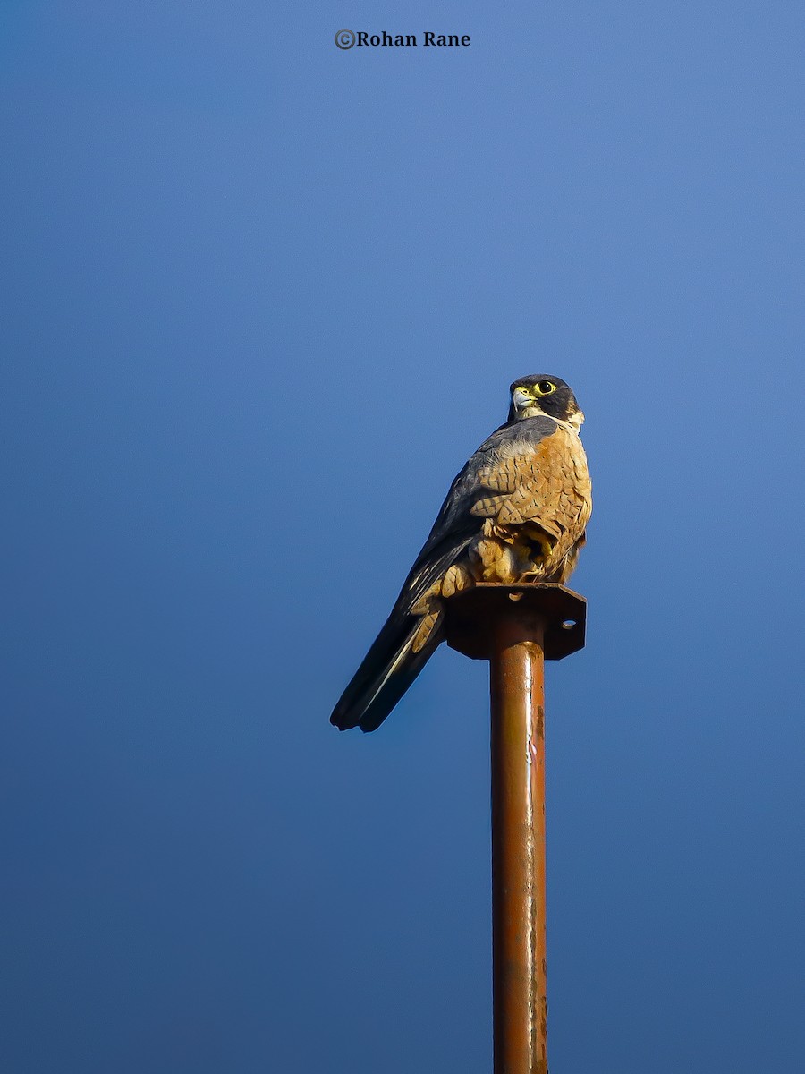 Peregrine Falcon (Shaheen) - ML646209925