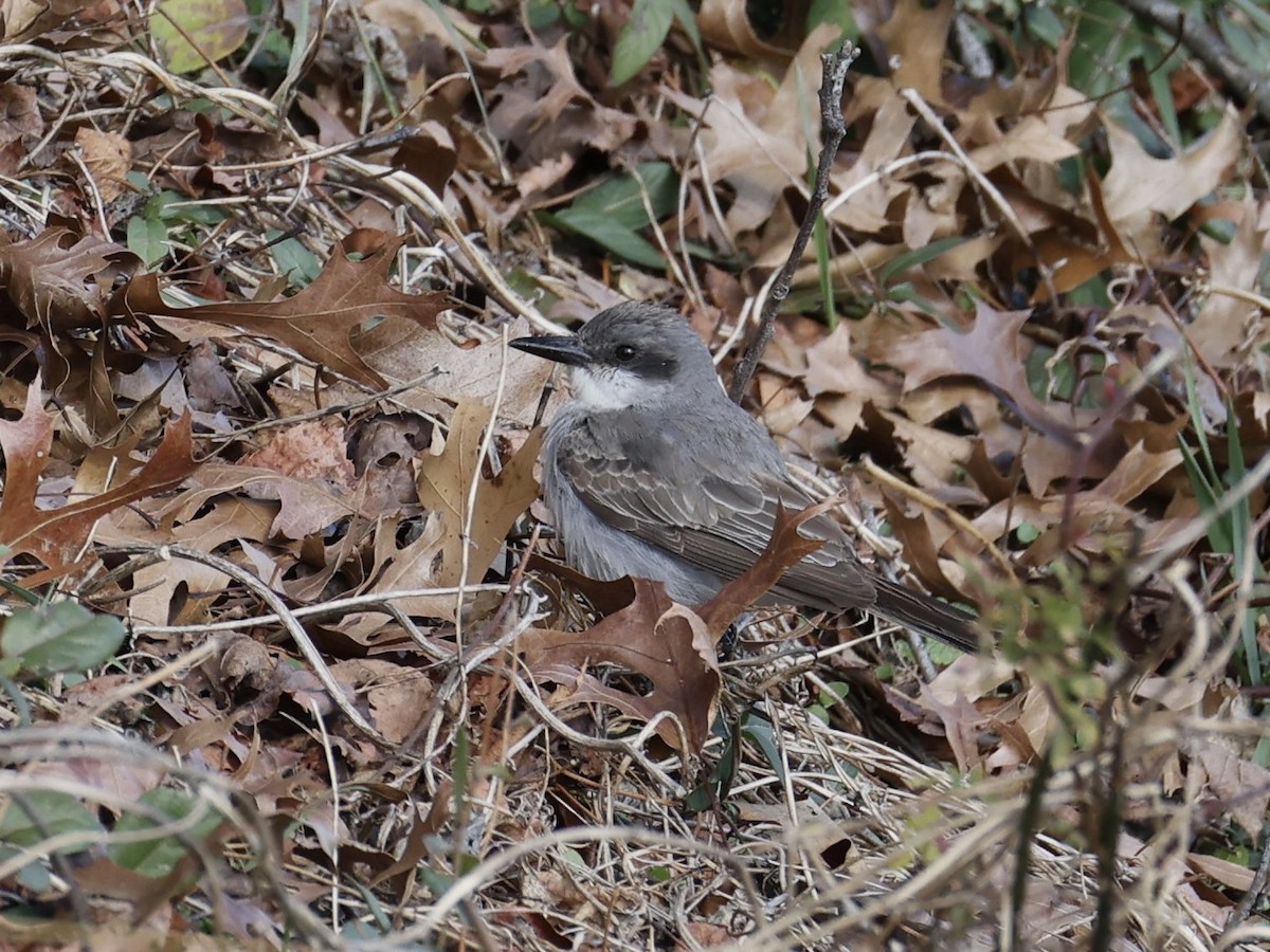 Gray Kingbird - ML646209927