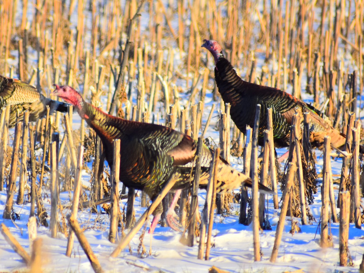 Wild Turkey - ML646209928