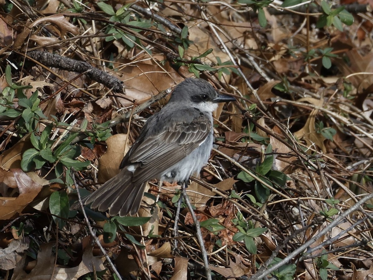 Gray Kingbird - ML646209930
