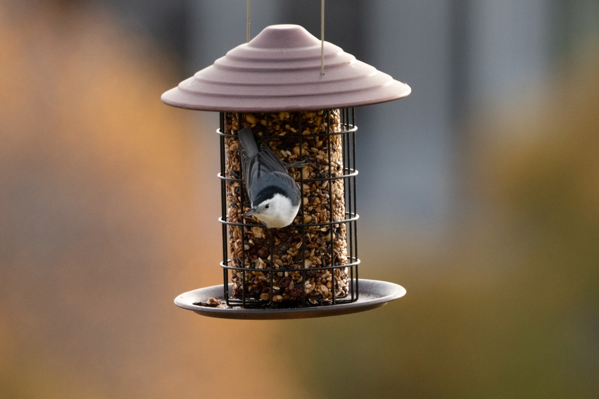 Sittelle à poitrine blanche - ML646209931