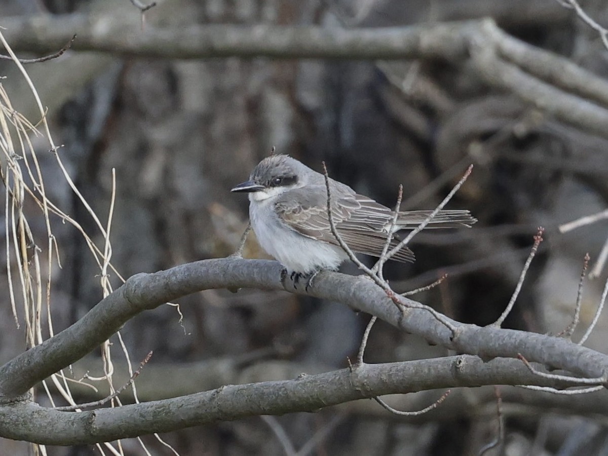 Gray Kingbird - ML646209933