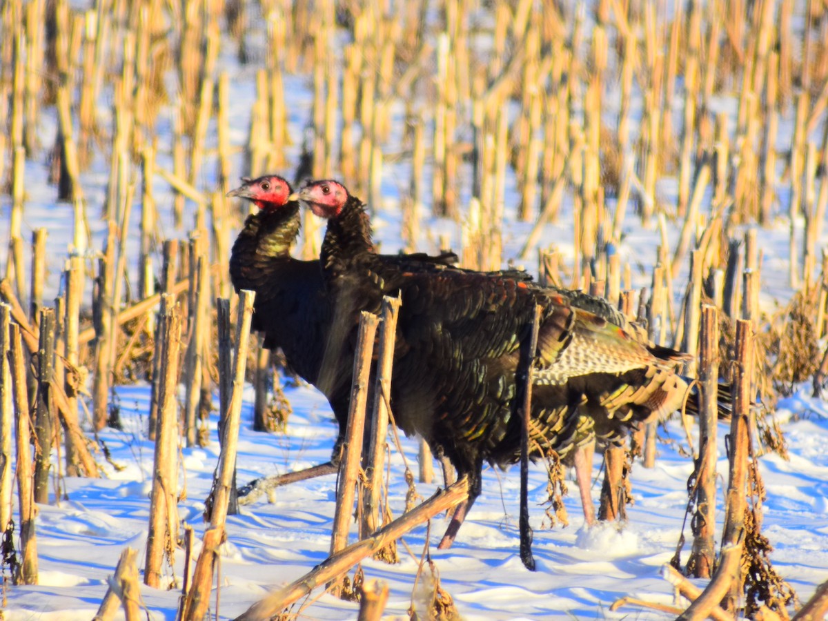 Wild Turkey - ML646209934