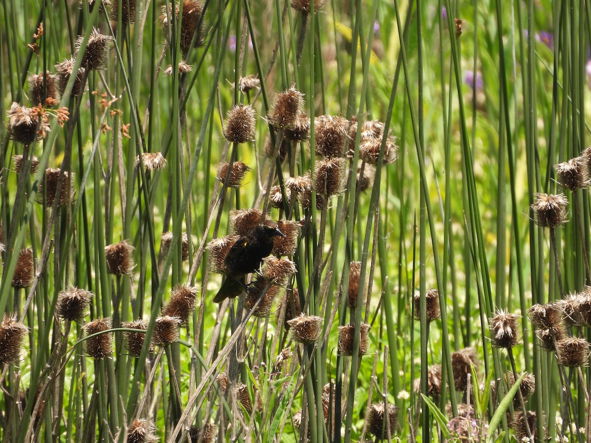 Yellow-winged Blackbird - ML646209939