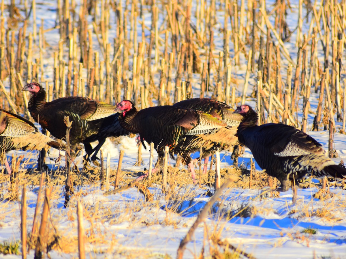 Wild Turkey - ML646209940