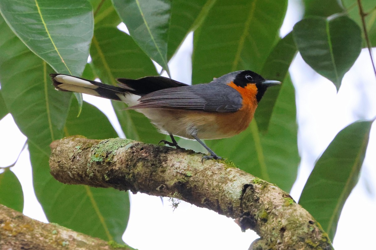 Australian Spectacled Monarch - ML646209944