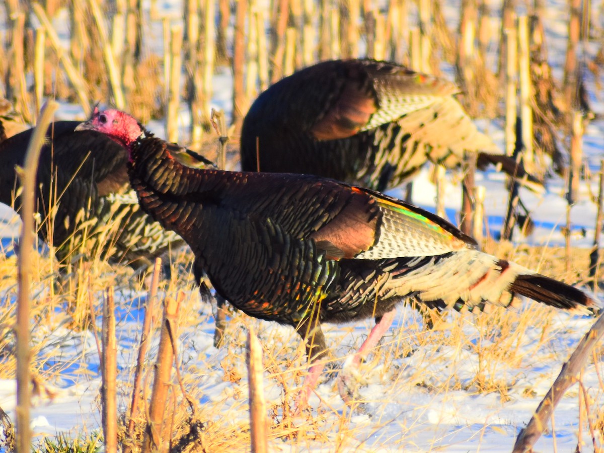 Wild Turkey - ML646209945