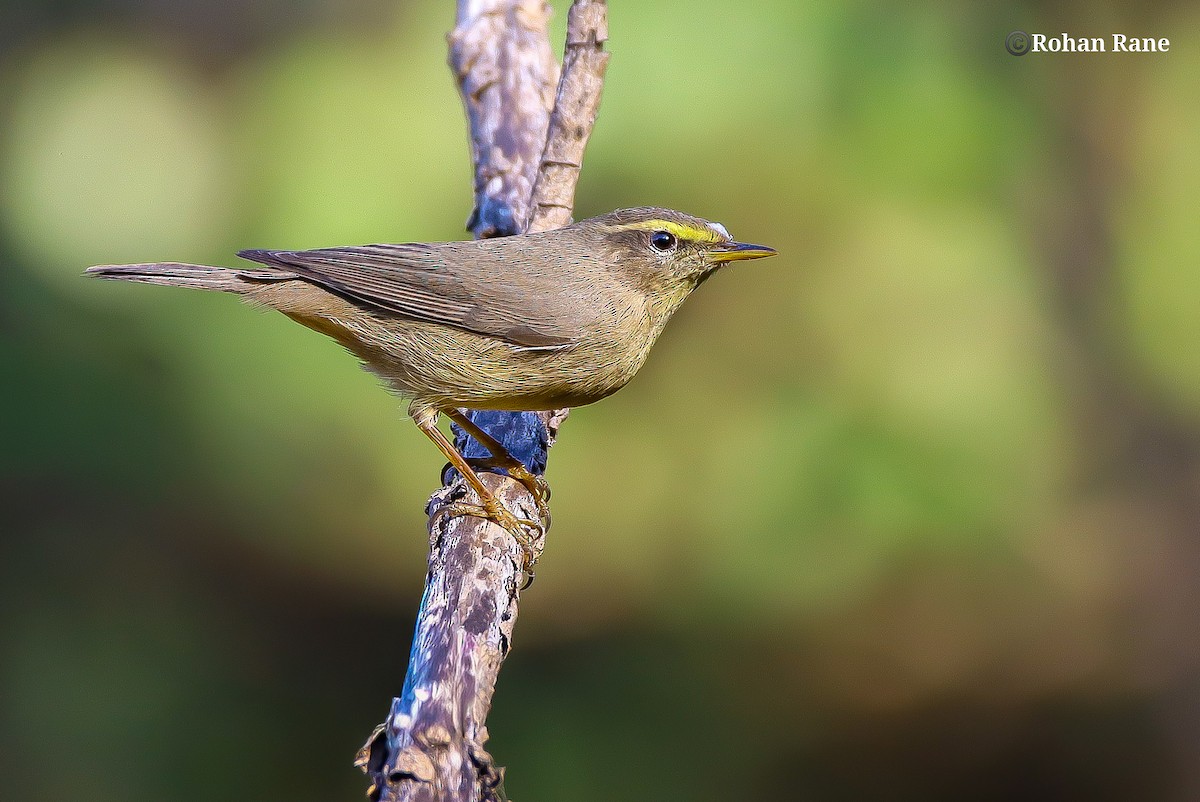Sulphur-bellied Warbler - ML646209946