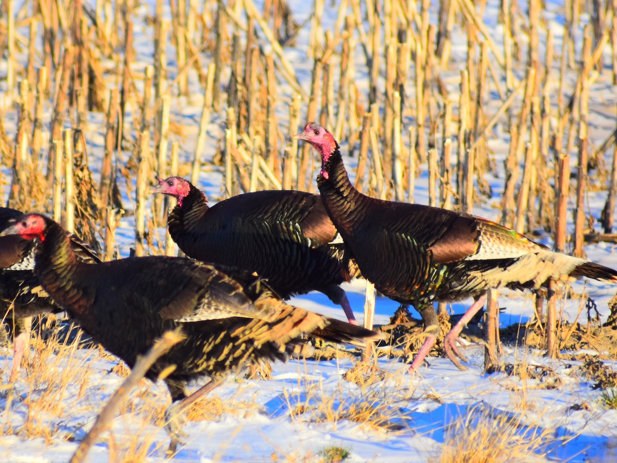 Wild Turkey - ML646209948