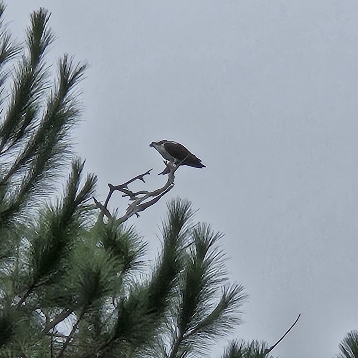 Osprey - ML646209949