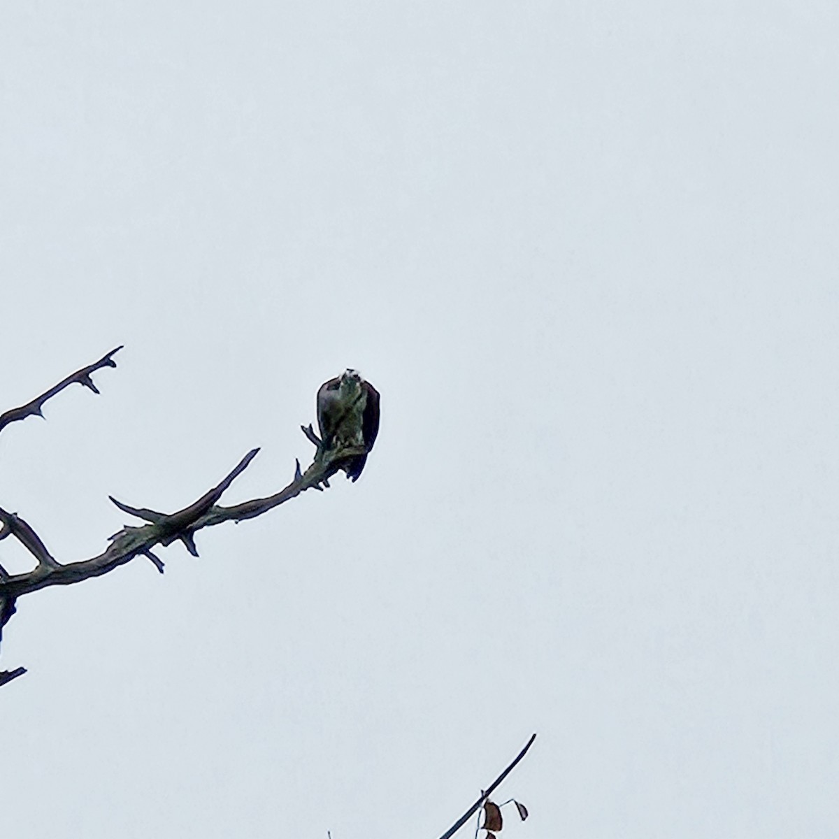 Osprey - ML646209950