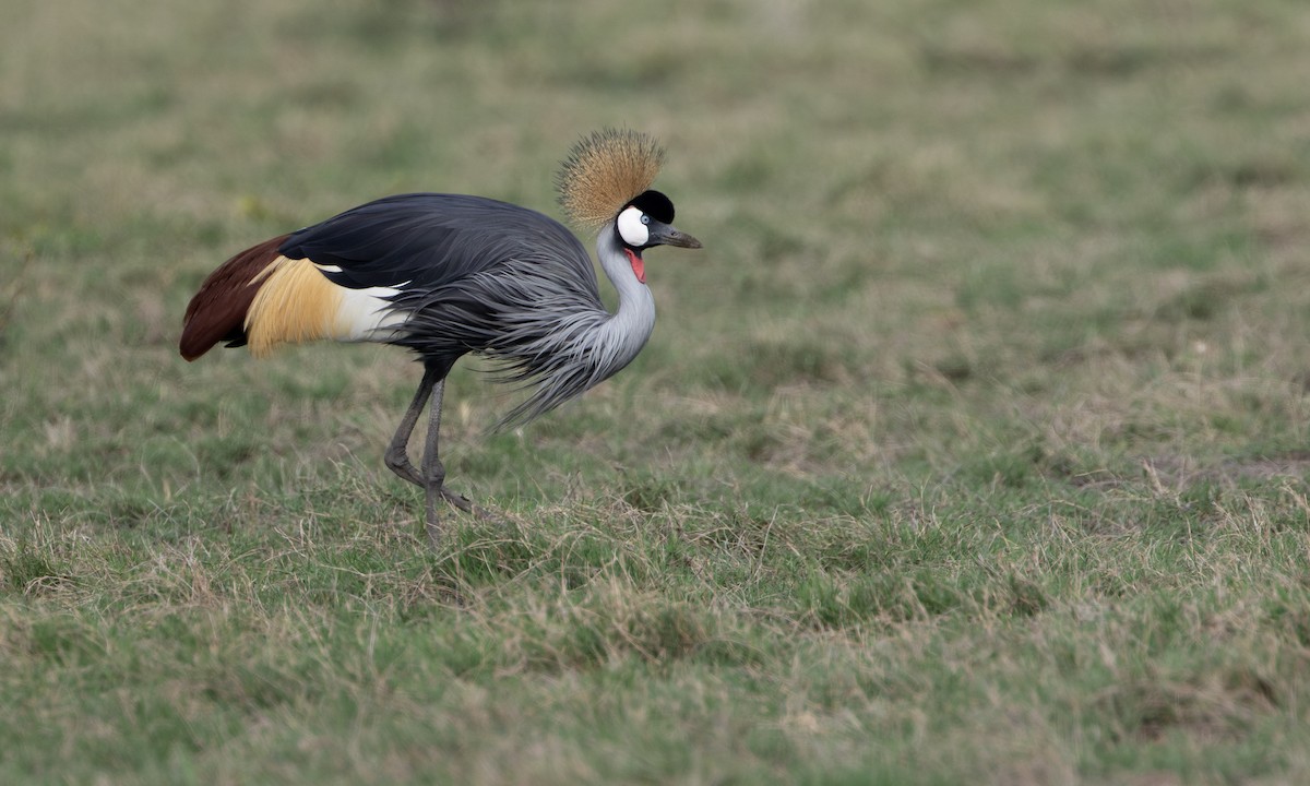 Gray Crowned-Crane - ML646209956