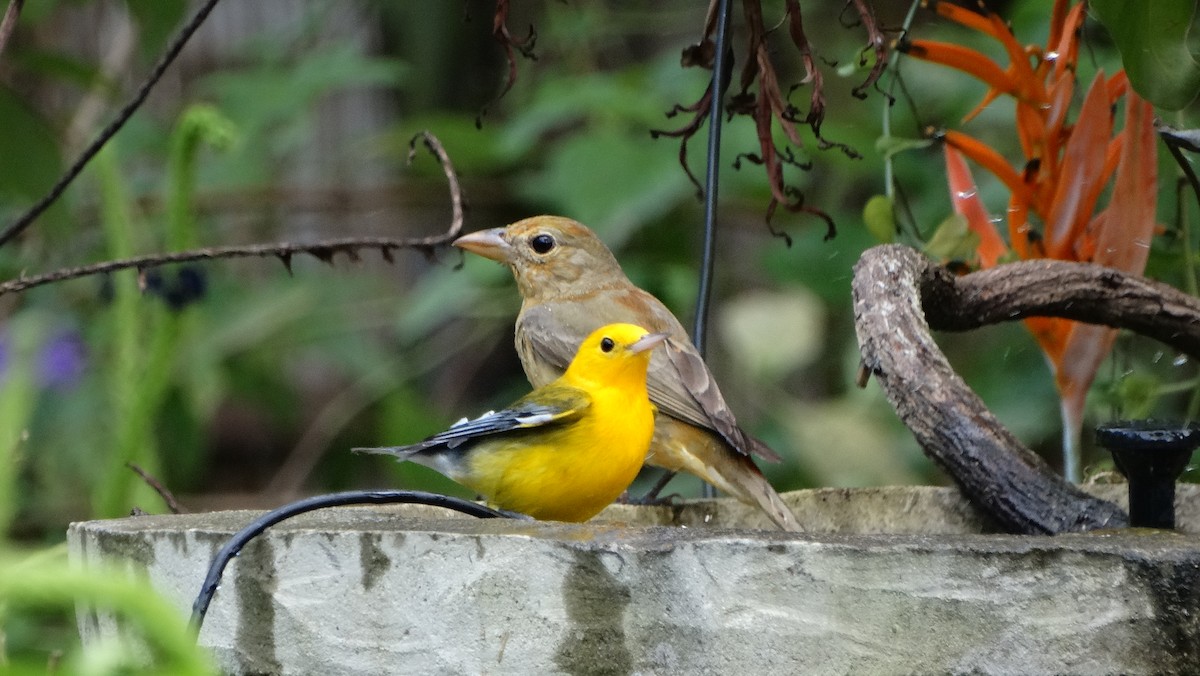 Prothonotary Warbler - ML646209972