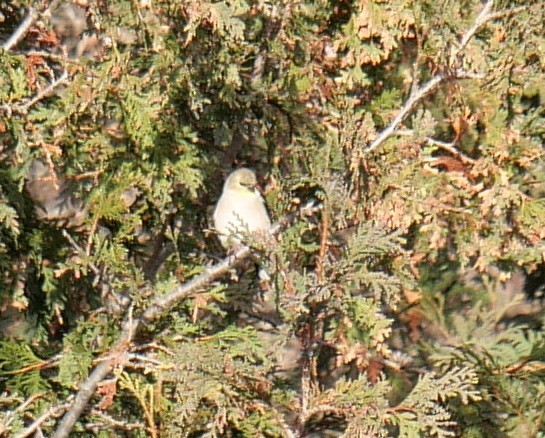 American Goldfinch - ML646209973
