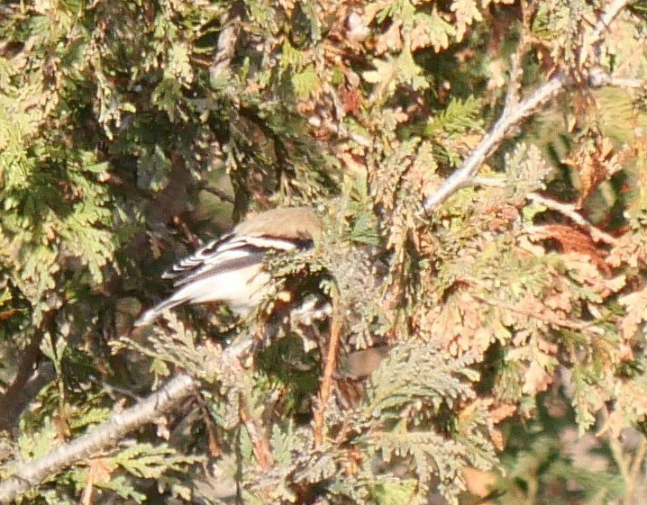 American Goldfinch - ML646209974