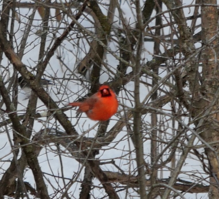 Northern Cardinal - ML646209979