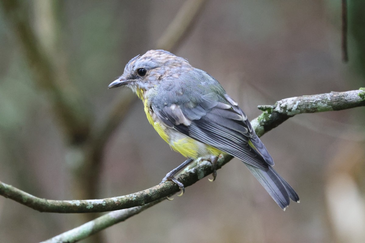 Eastern Yellow Robin - ML646209981