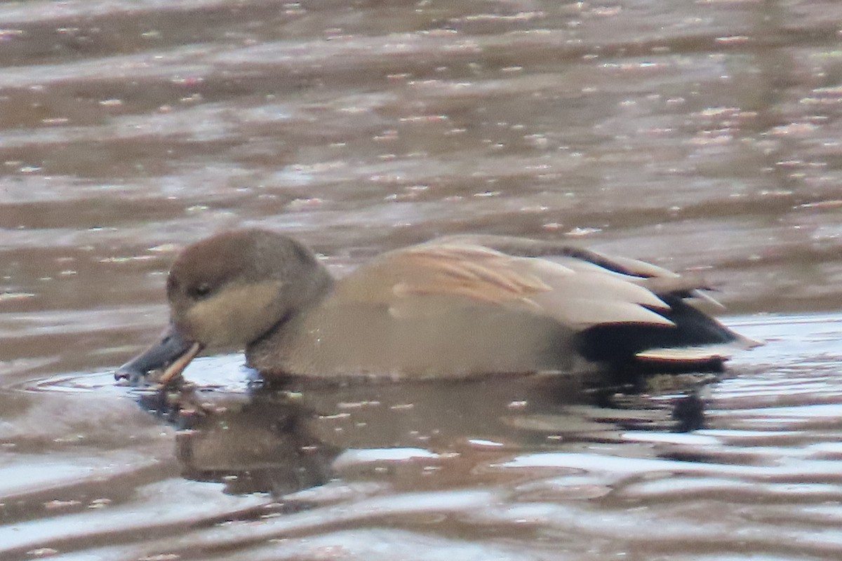 kopřivka obecná - ML646209983