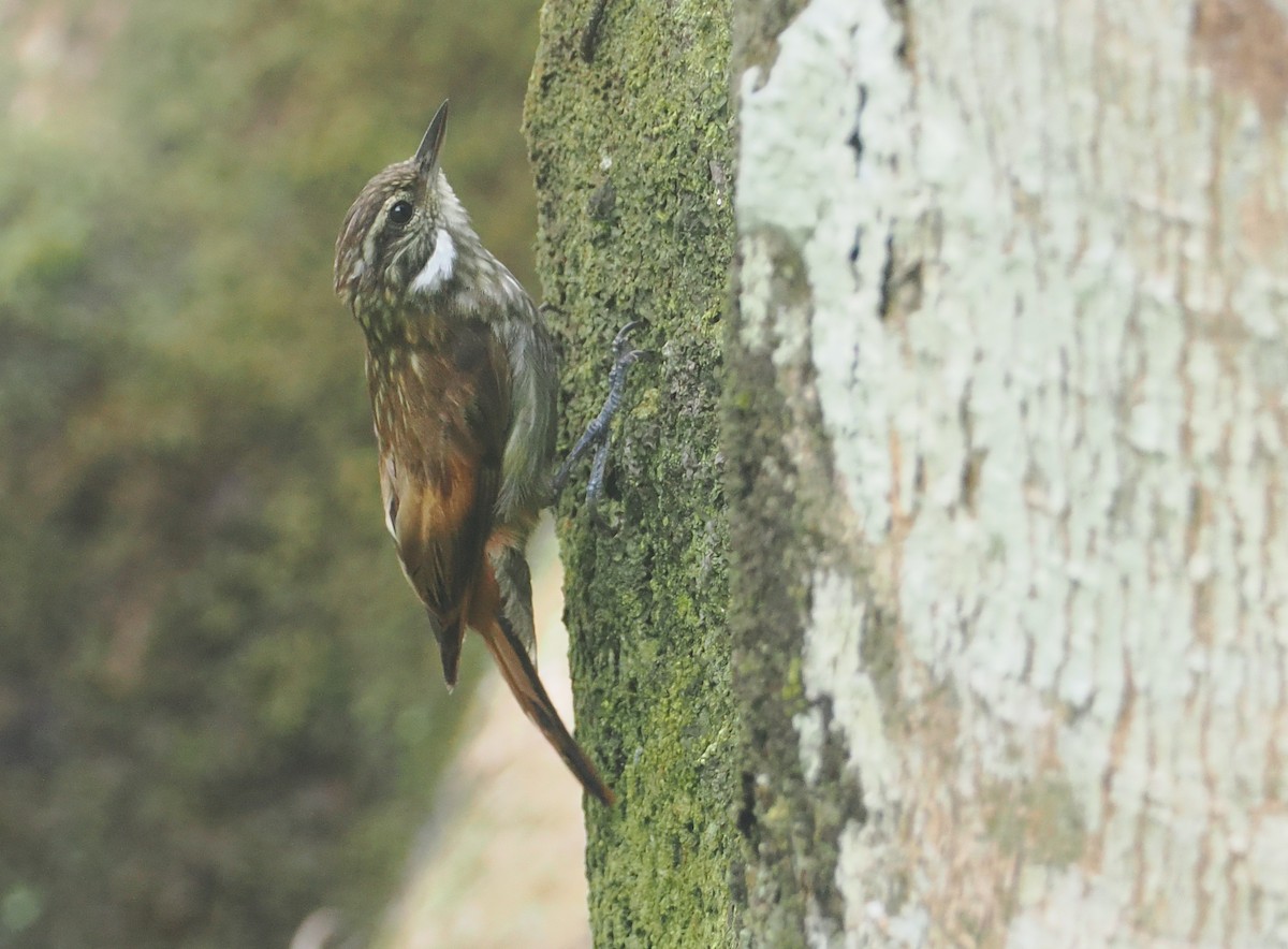 Slender-billed Xenops - ML646209988