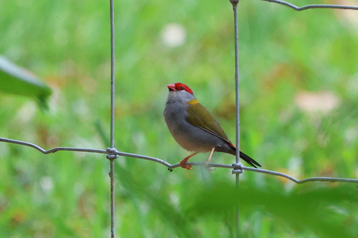 Al Kaşlı Belikınalı - ML646209996