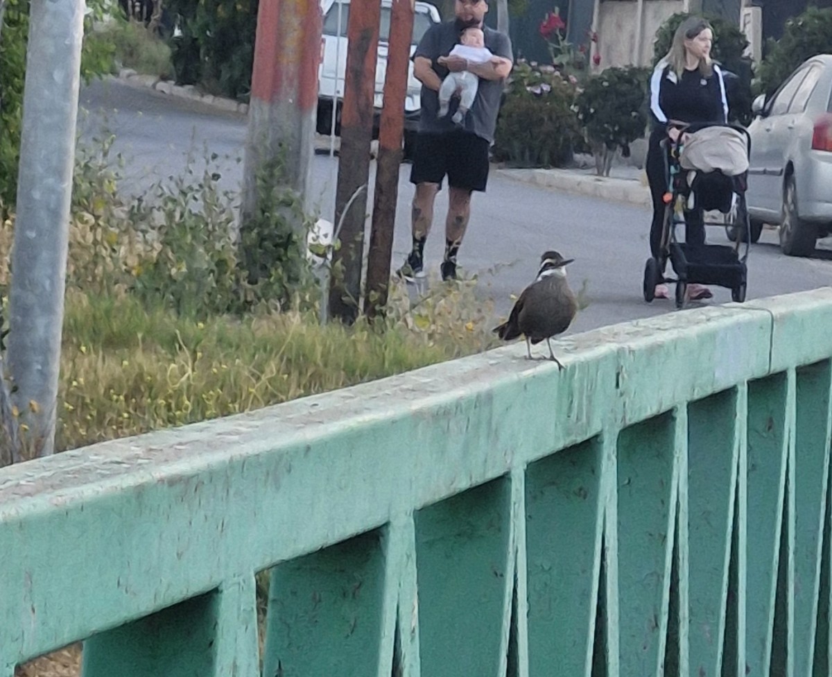 Dark-bellied Cinclodes - ML646210006