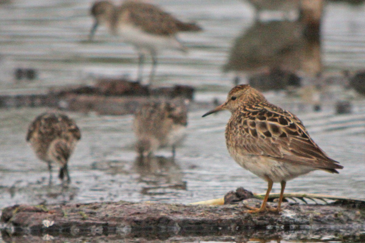 Побережник арктичний - ML646210008