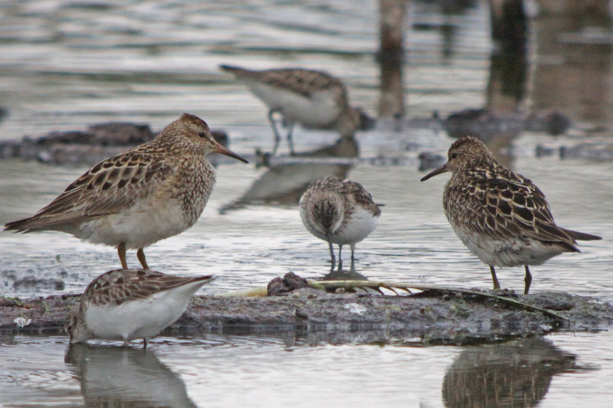 Побережник арктичний - ML646210009