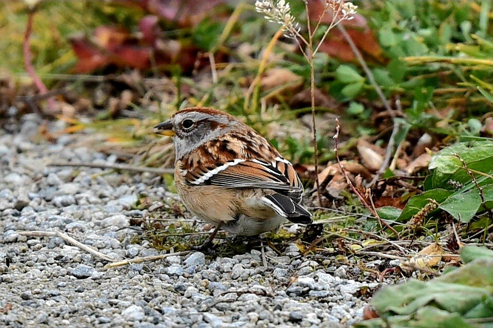 Hudson Körfezi Serçesi - ML646210011