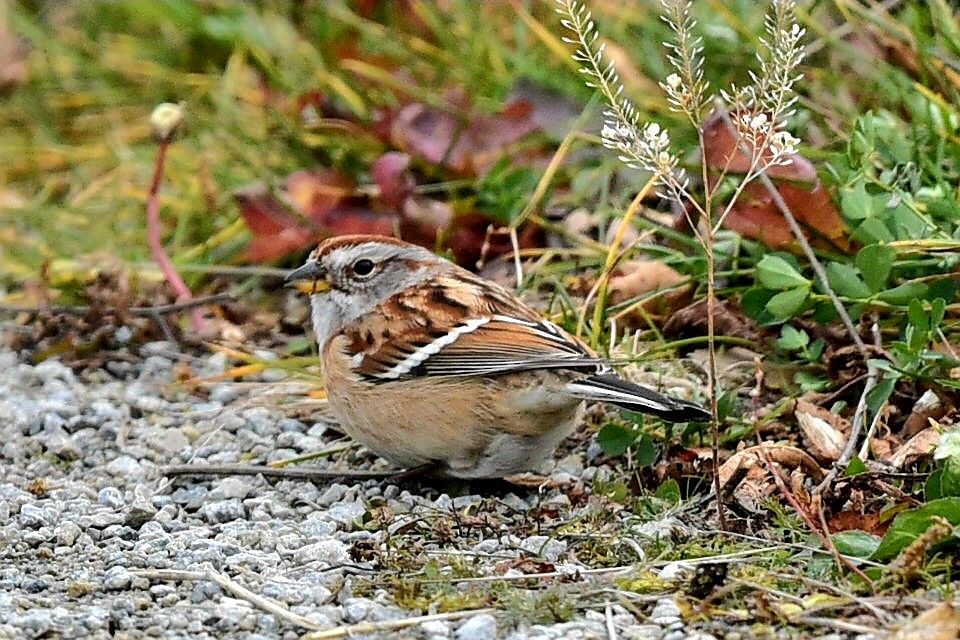 Hudson Körfezi Serçesi - ML646210012