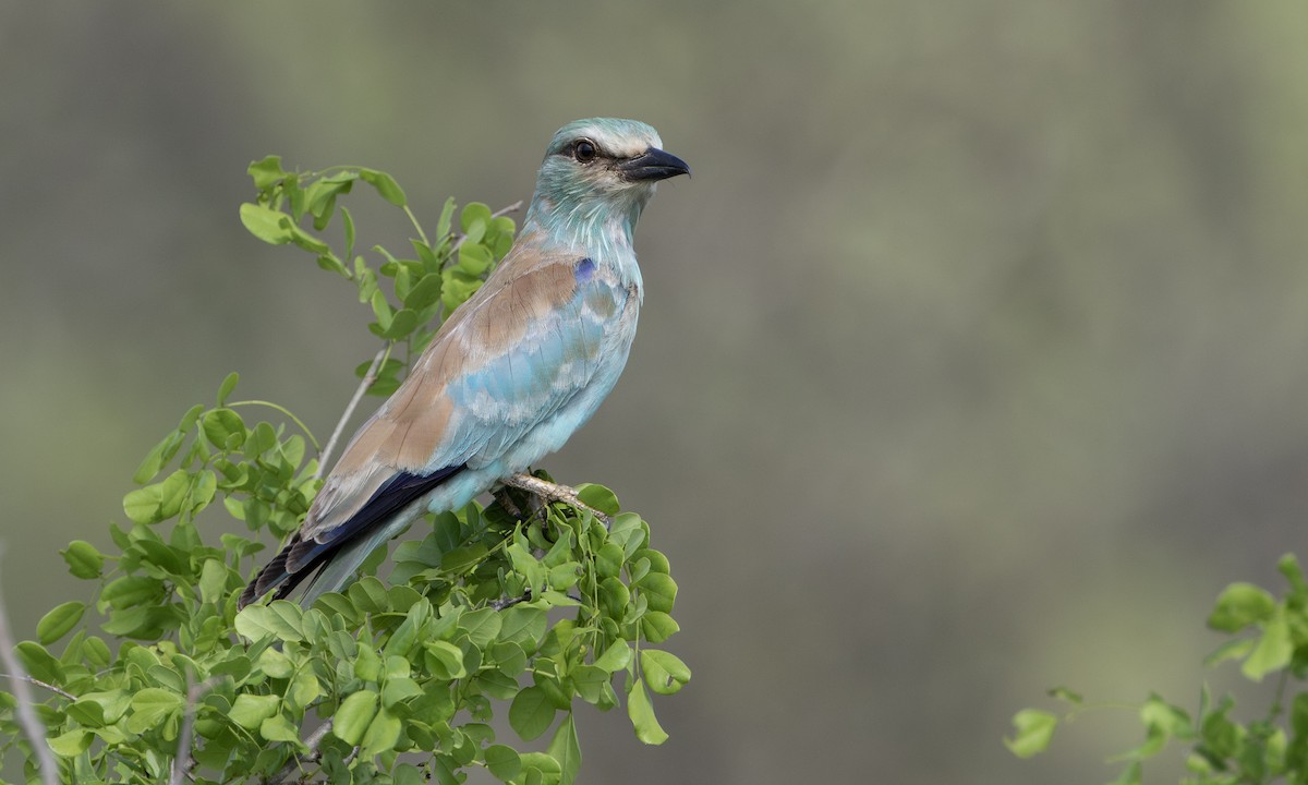 European Roller - ML646210013