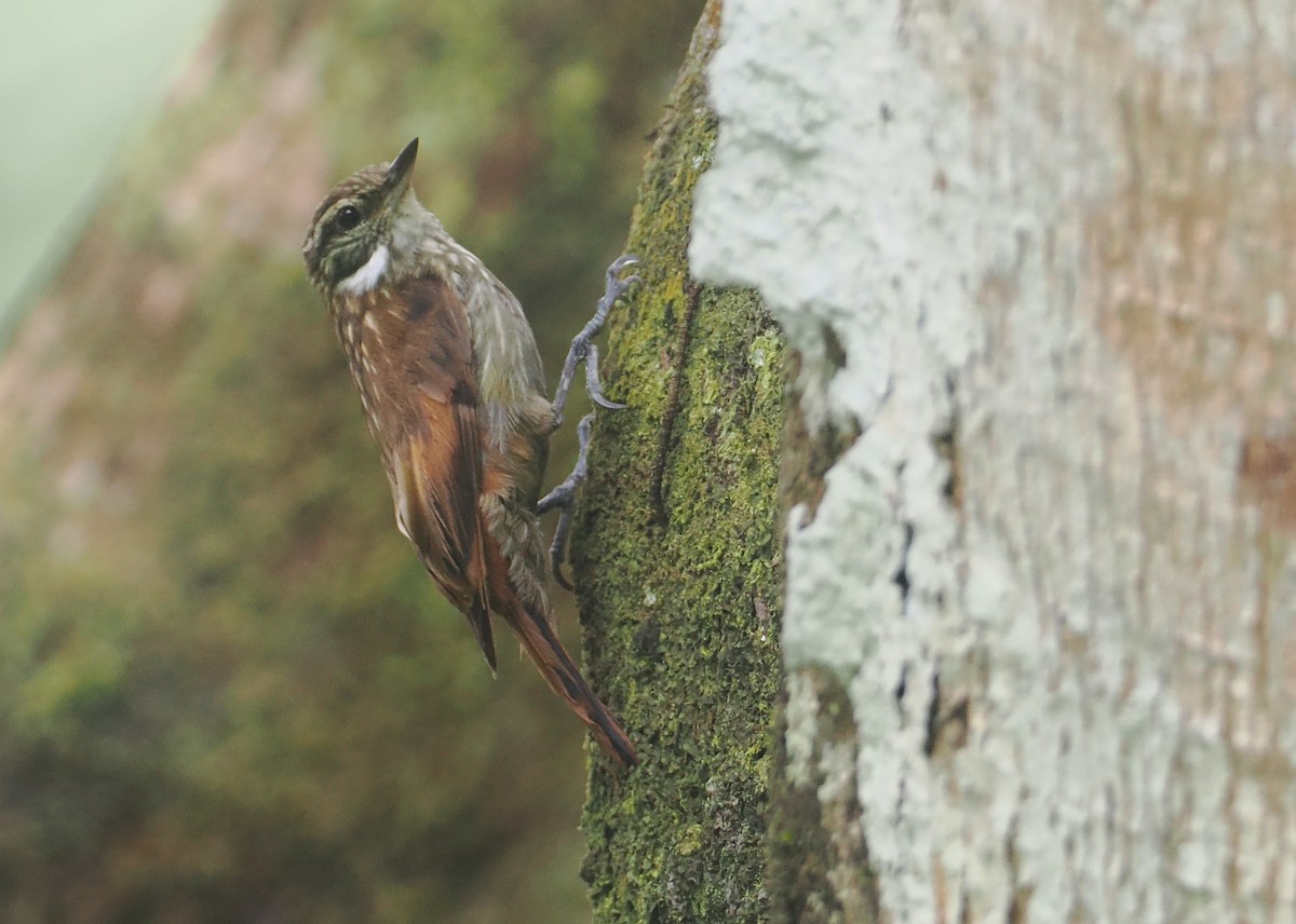 Slender-billed Xenops - ML646210020