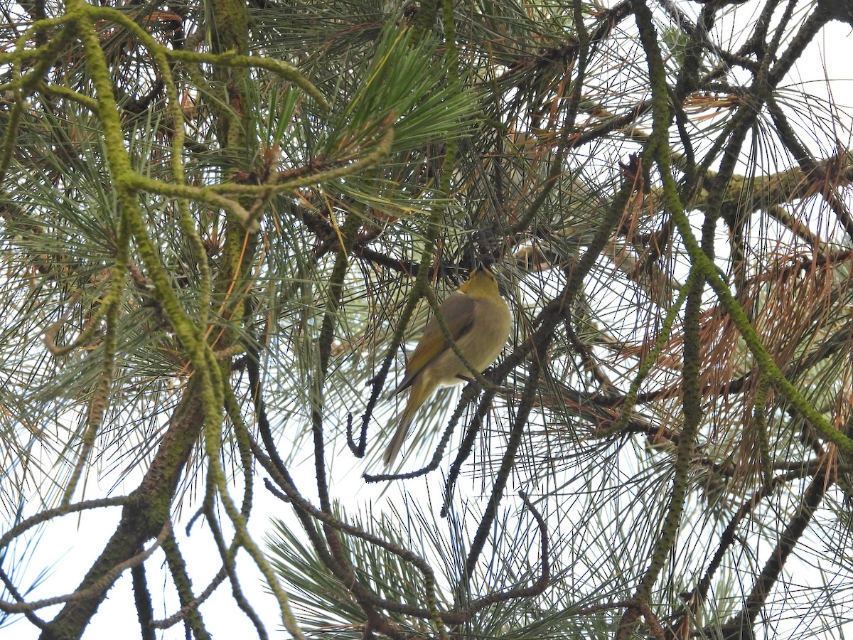 hvitsmykkehonningeter - ML646210021