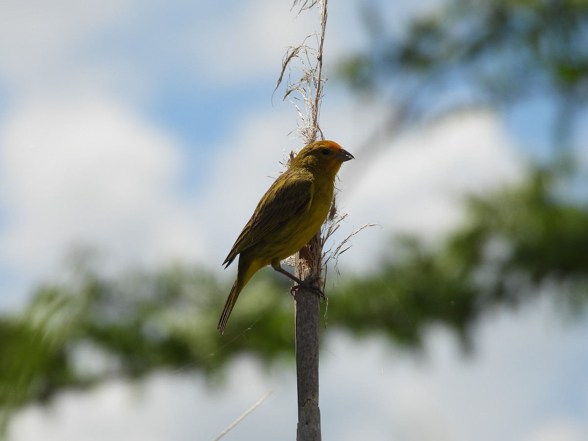 Saffron Finch - ML646210027