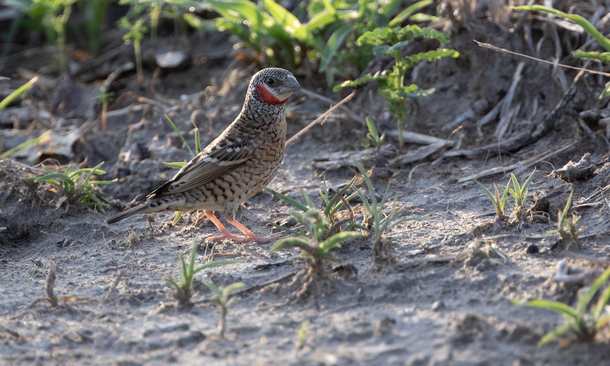 Cut-throat - ML646210028