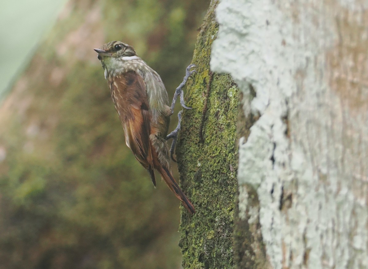 Slender-billed Xenops - ML646210035